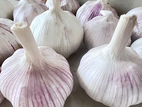 生大蒜怎么治痛风 生大蒜一招治痛风的偏方