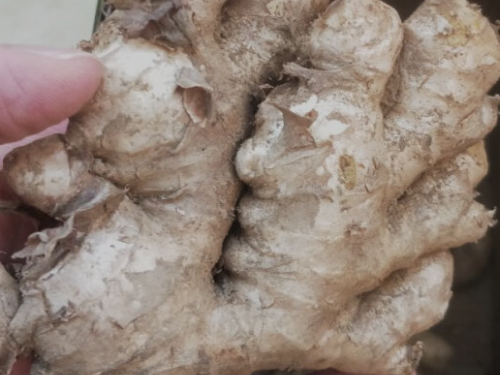 三种人不宜吃生姜 生姜的三种禁忌人群