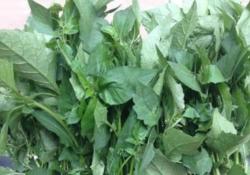 百花菜功效与作用