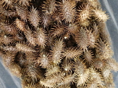 苍耳子鼻炎胶囊哪里有卖的