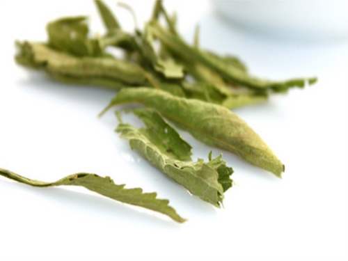 甜菊叶可以天天喝吗