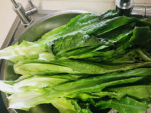 苦细叶生菜是苦菊吗