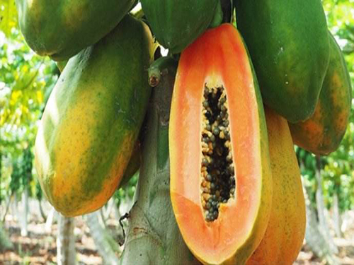 Papaya