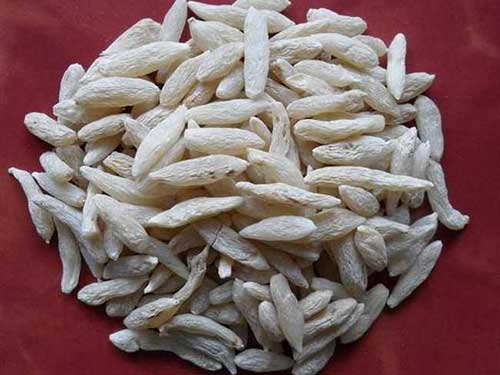 麦门冬的功效与作用