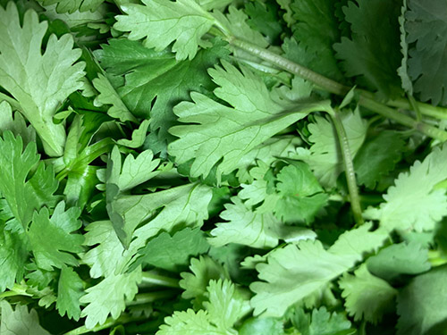 香菜是发物吗