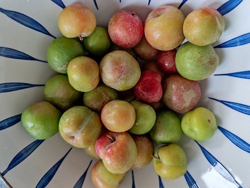 三华李的禁忌 三华李的最大优点和缺点是什么