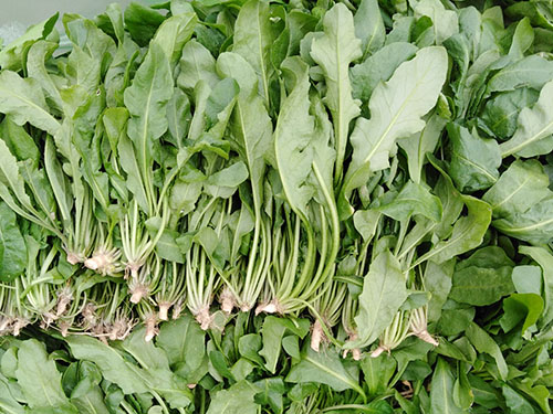 荠菜图片