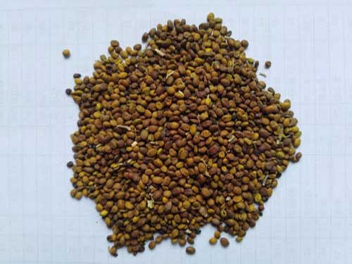 苦豆子片的功效与作用