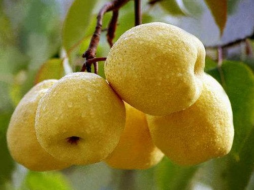 肺气不足的症???