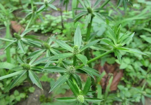芫荽煮水的功效与作用