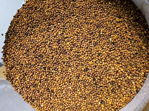 盐菟丝子的用法用量