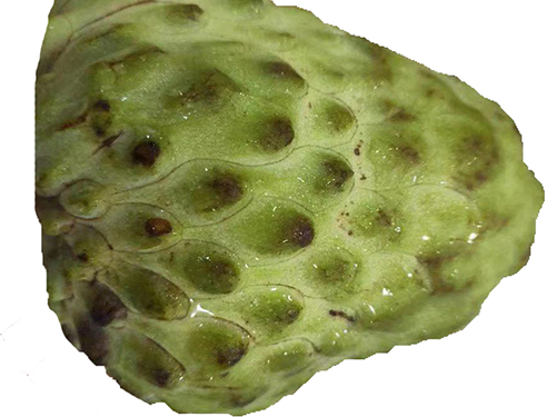 红毛榴莲和释迦的区别 红毛榴莲叶可以抗癌吗