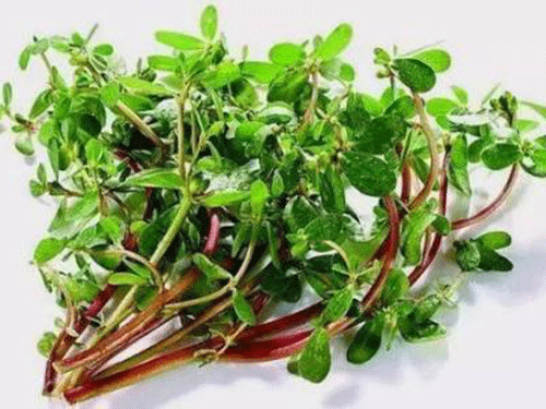 马齿菜的功效是什???