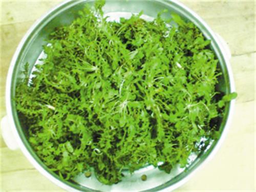 百蕊草