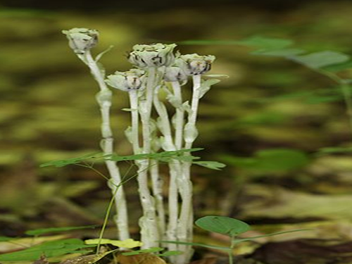水晶兰的作用与功???
