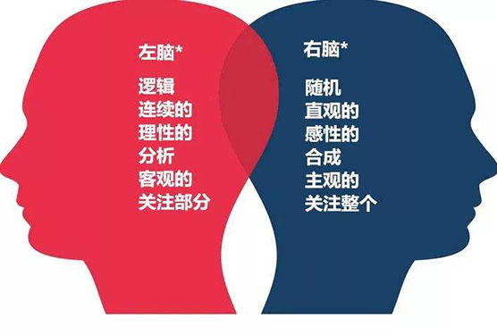 左脑和右脑的区别 左脑和右脑的分工