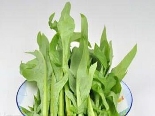 野生苦菜不能和什么一起吃