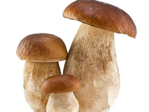 牛肝菌的功效