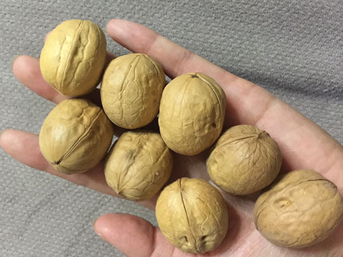 孕妇可以吃核桃吗