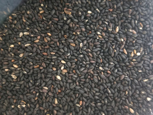 白芝麻和黑芝麻的区别