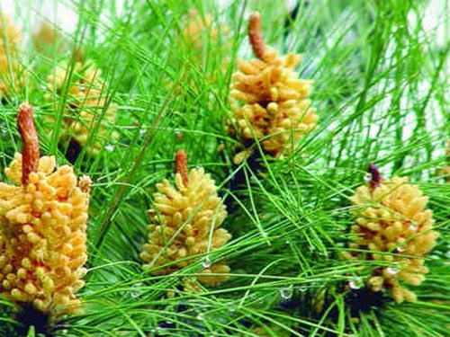 百花粉的作用与功效